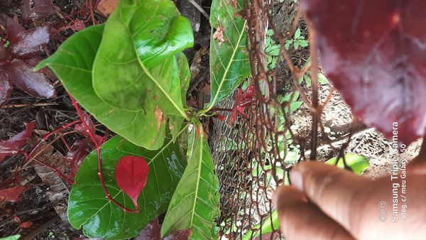 Identificação da planta Mata-pasto por foto