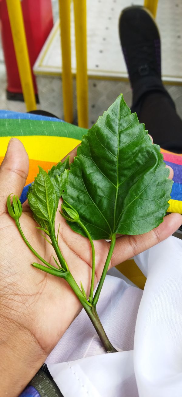 Identificação da planta Hibisco por foto