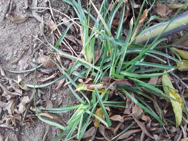 Identificação da planta Tiririca por foto