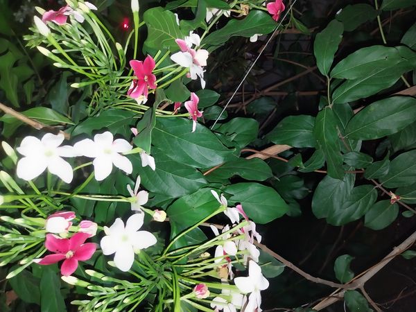 Identificação da planta Jasmim-da-Índia por foto