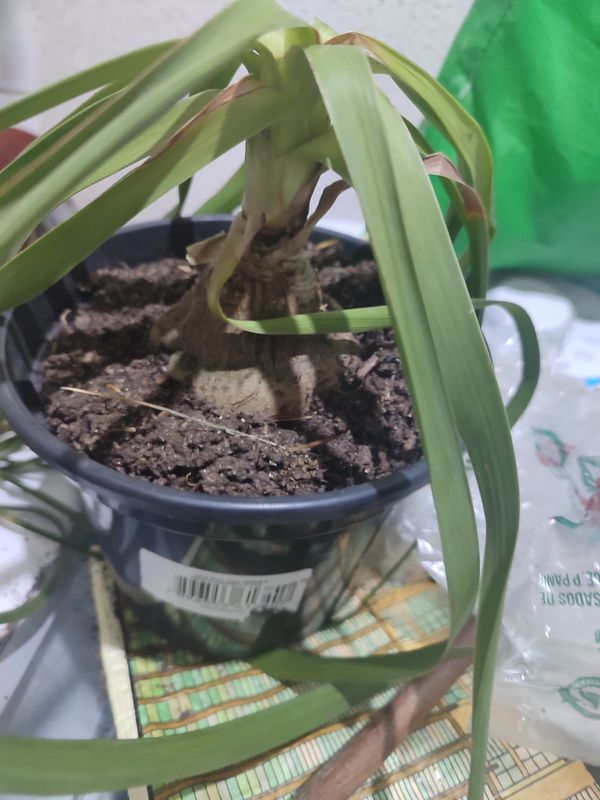 Identificação da planta Pata-de-elefante por foto