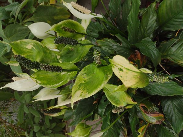 Identificação da planta Lírio-da-paz por foto
