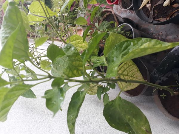Identificação da planta Pimenta-de-cheiro por foto
