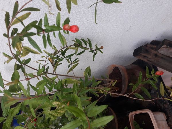 Identificação da planta Romã por foto