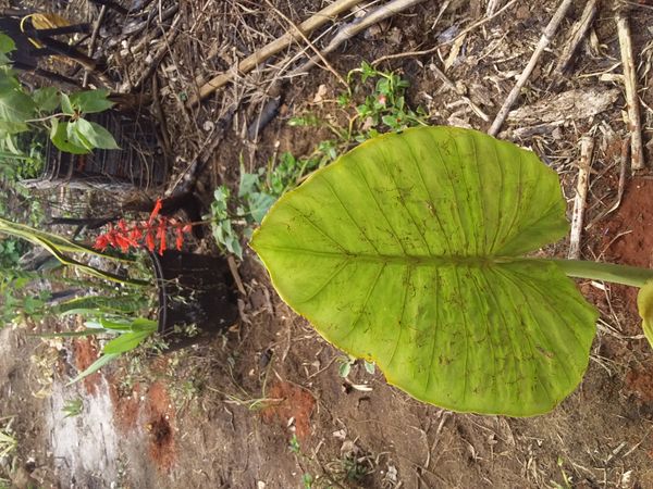 Identificação da planta Orelha-de-elefante por foto