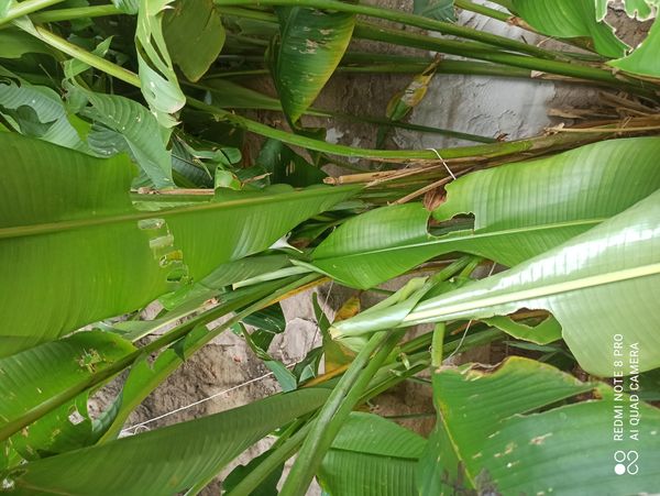 Identificação da planta Bananeira ornamental por foto