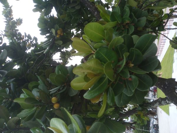 Identificação da planta Abricó-de-praia por foto