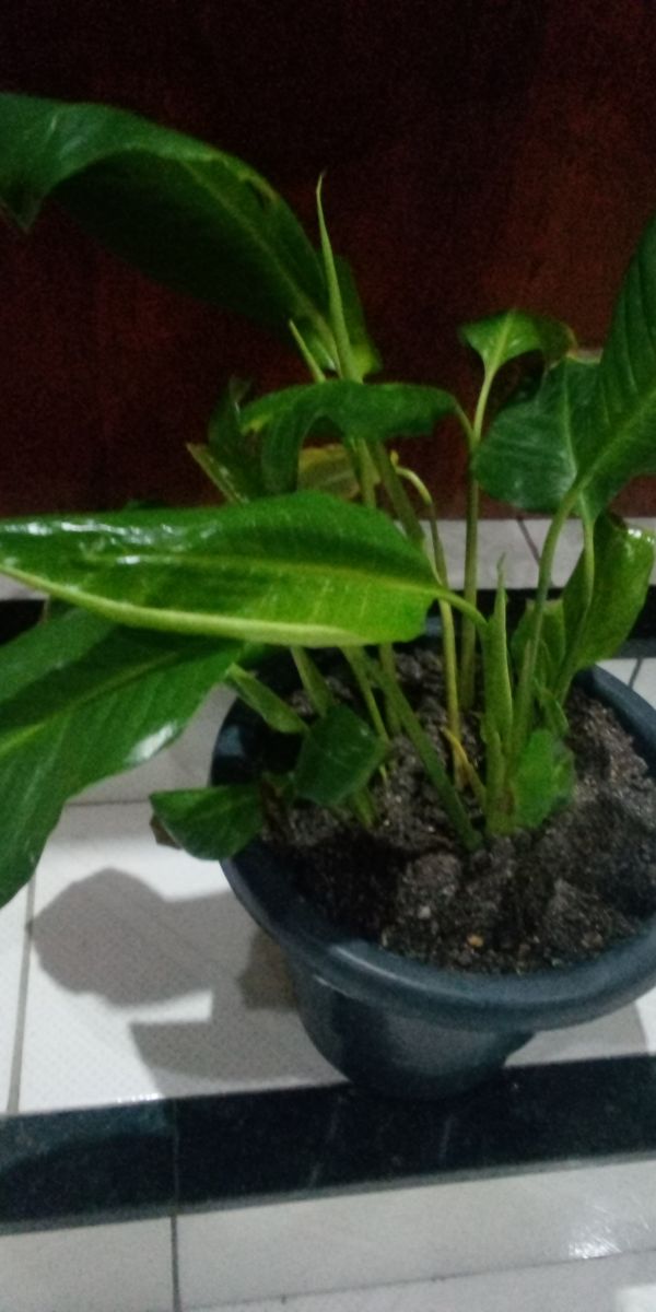 Identificação da planta Como cuida do lirio por foto