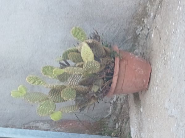 Identificação da planta Palma-de-santa-rita por foto