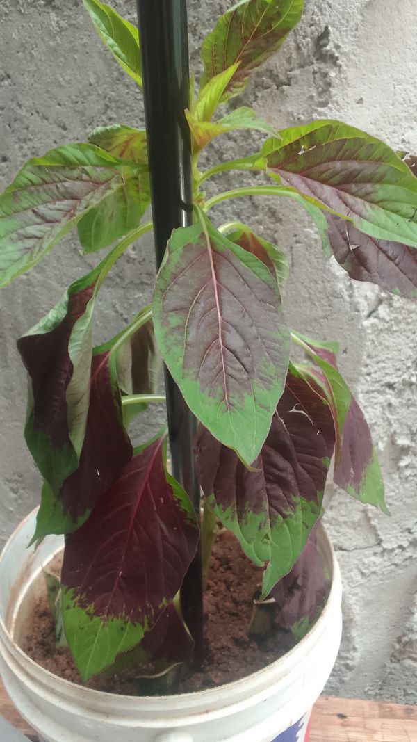 Identificação da planta Bredo por foto