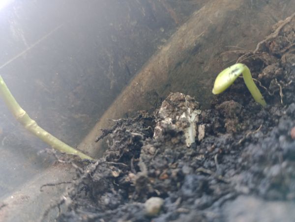 Identificação da planta Sálvia por foto
