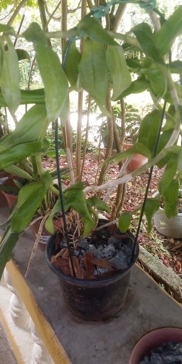 Identificação da planta Orquídea-aranha por foto