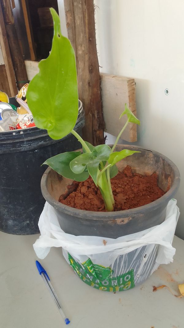 Identificação da planta Orelha de Elefante por foto