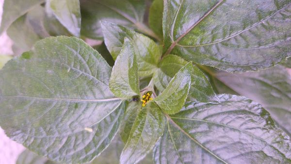 Identificação da planta Picão-branco por foto