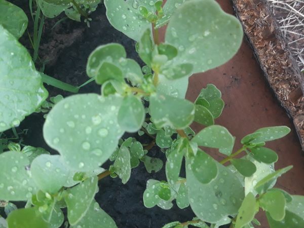 Identificação da planta Portulaca por foto