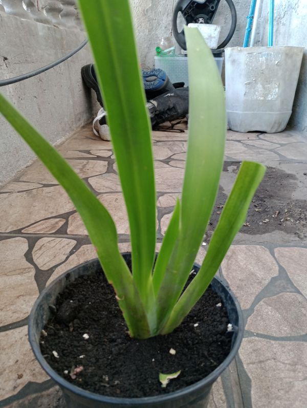 Identificação da planta Lírio Borboleta por foto
