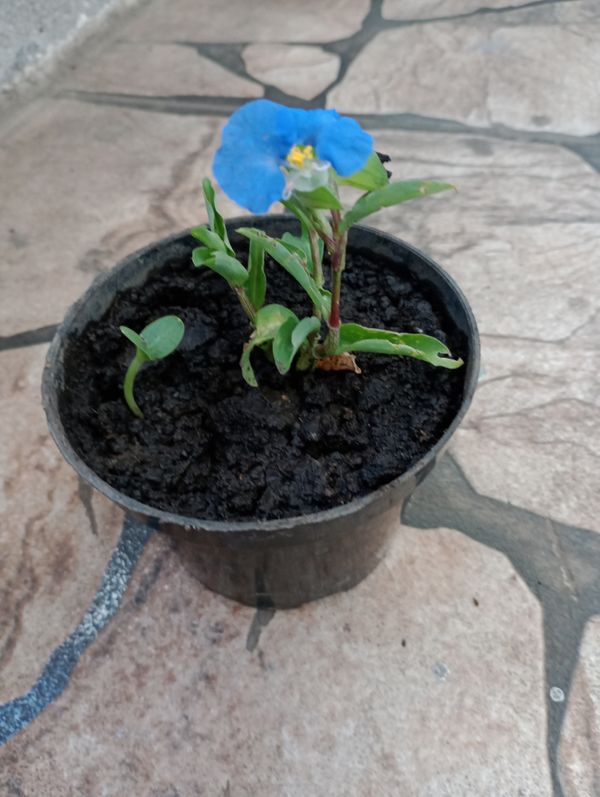 Identificação da planta Trapoeraba por foto