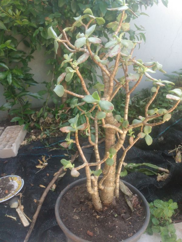 Identificação da planta Jade de Prata por foto