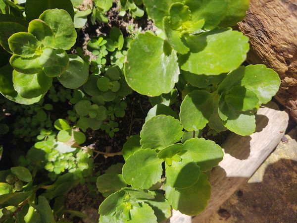 Identificação da planta Flor da fortuna por foto