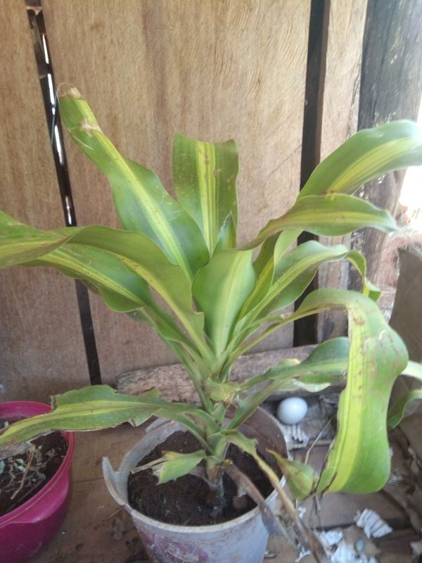 Identificação da planta Pau-d'água por foto