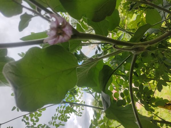 Identificação da planta Berinjela por foto