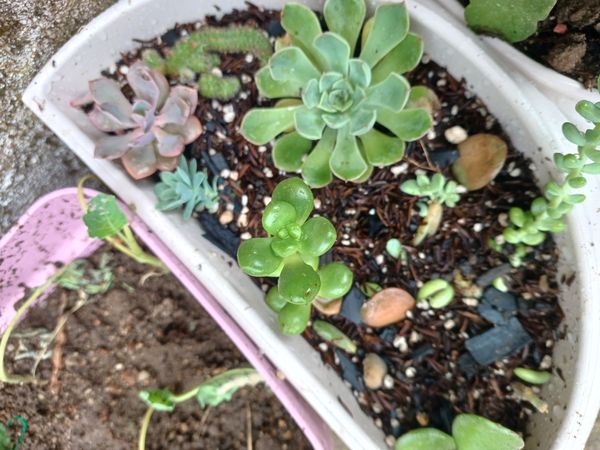 Identificação da planta Aeônio por foto