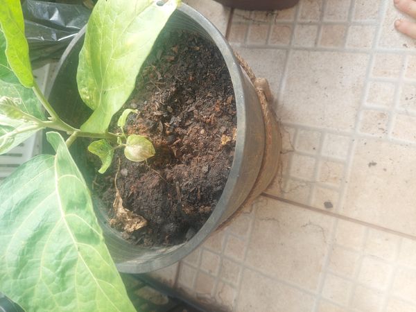 Identificação da planta Tomate de árvore por foto
