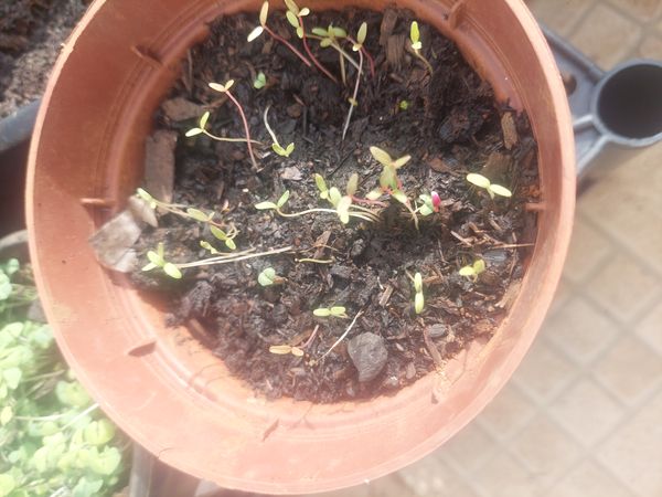 Identificação da planta Agrião por foto
