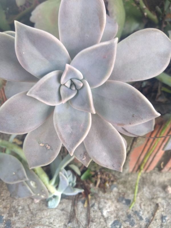 Identificação da planta Planta fantasma por foto
