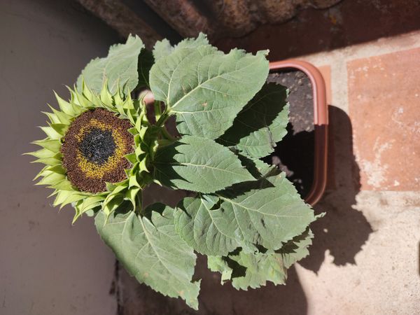 Identificação da planta Girassol-gigante por foto