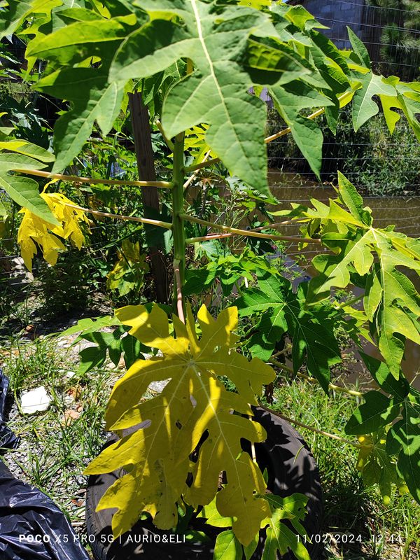 Identificação da planta Mamão por foto