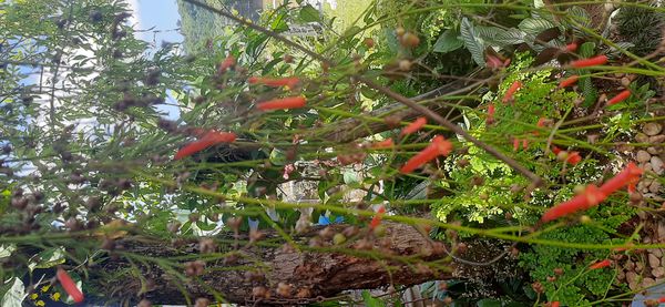 Identificação da planta Russélia por foto