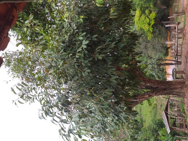 Identificação da planta Jamelão por foto