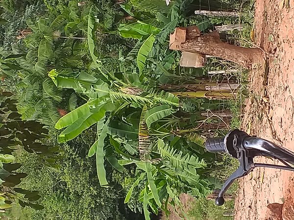 Identificação da planta Bananeira selvagem por foto