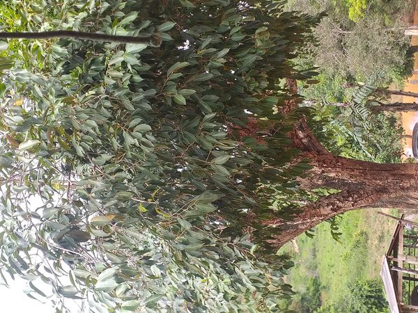 Identificação da planta Jamelão por foto