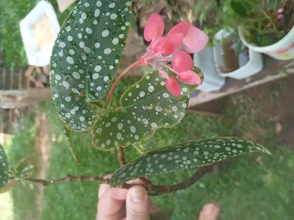 Identificação da planta Begônia-asa-de-anjo por foto
