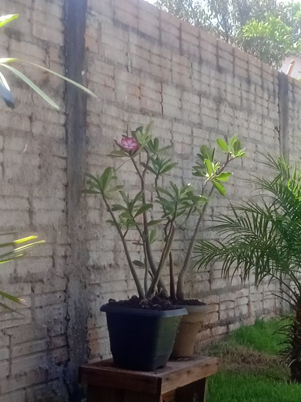 Identificação da planta Rosa do deserto por foto