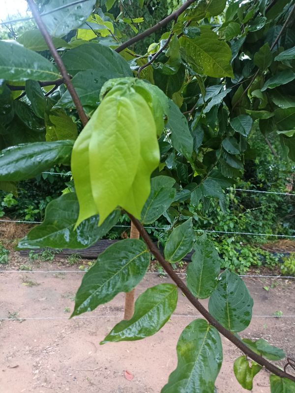 Identificação da planta Mutamba por foto