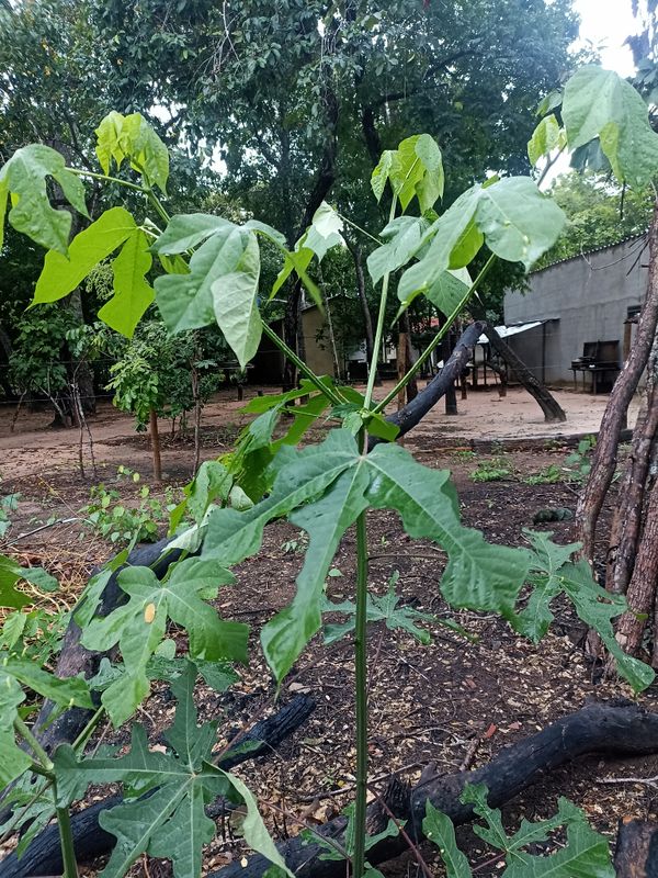 Identificação da planta Chaya por foto