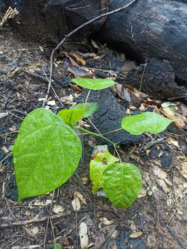 Identificação da planta Feijão-bravo por foto
