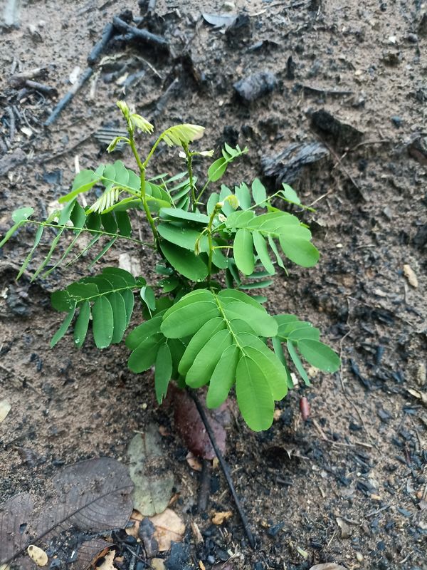Identificação da planta Albizia por foto