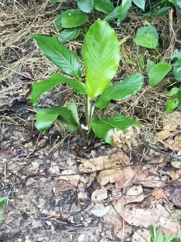 Identificação da planta Maranta-riscada por foto