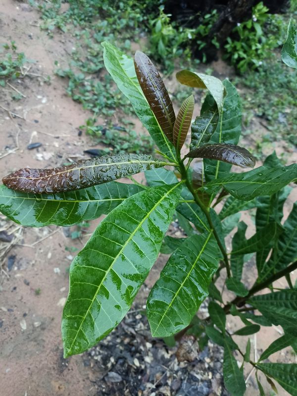 Identificação da planta Caju por foto