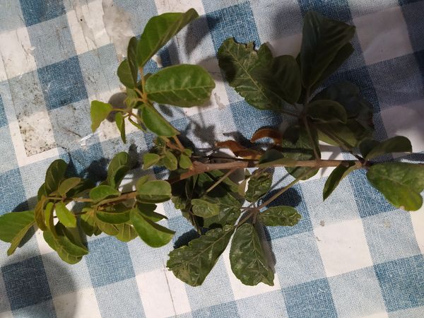 Identificação da planta Ipê-amarelo por foto