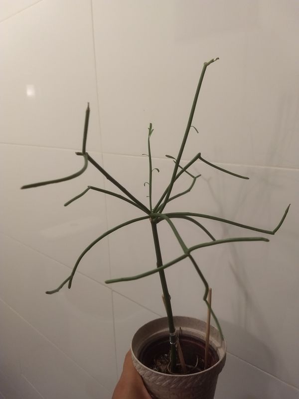 Identificação da planta Aveloz por foto