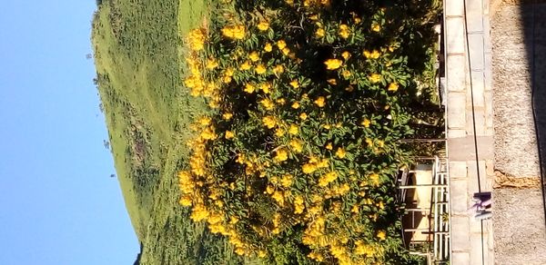 Identificação da planta Ipê-amarelo por foto