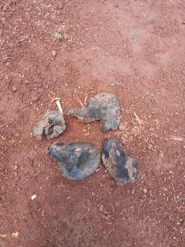 Identificação da planta Timbaúba por foto