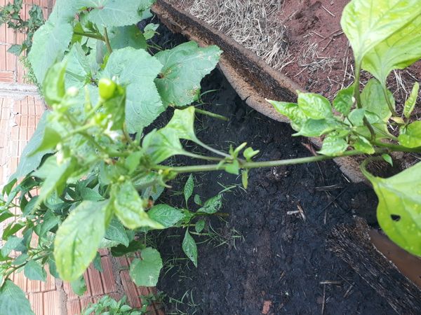 Identificação da planta Pimenta-de-cheiro por foto
