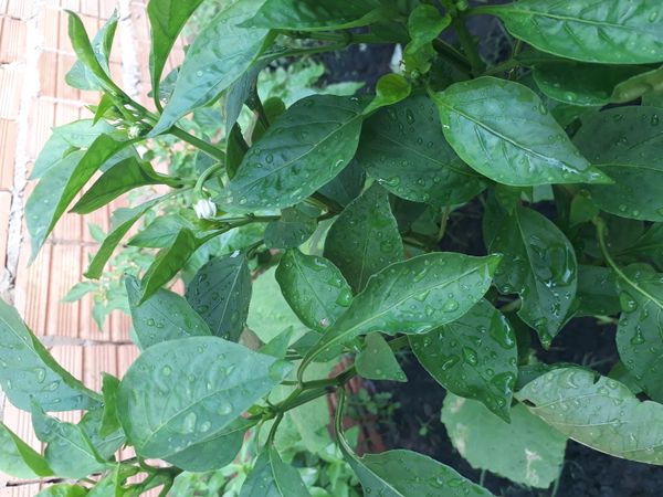 Identificação da planta Malagueta por foto