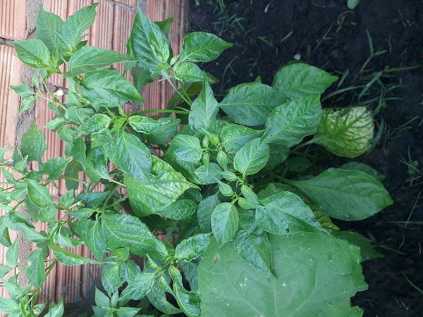 Identificação da planta Malagueta por foto